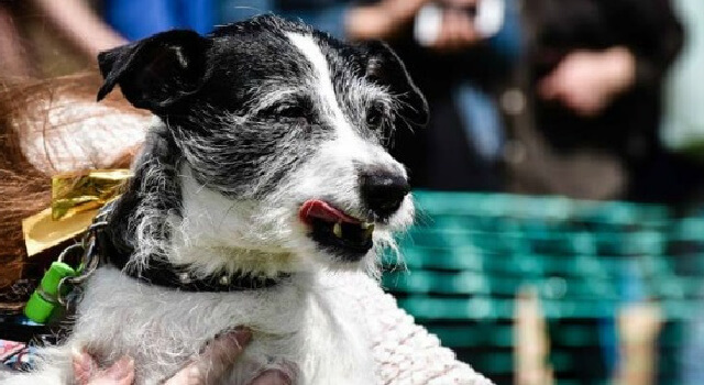 Jack Russell, Charlie, winner of All Dogs Matter 'Bark Off' event. 